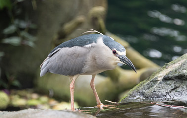 Grauer Vogel in Jagdstimmung