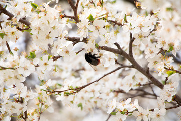 cherry blossom in spring