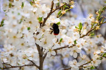 cherry blossom on tree
