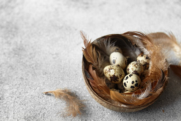 Quail eggs with feathers on grey background