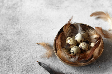 Quail eggs with feathers on grey background