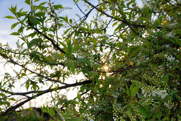 green apple tree