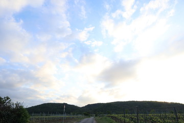 Himmel im Sonnenuntergang &uuml;ber den Weinbergen am Haardtrand