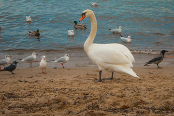ŁABĘDŹ na plaży © Artur Skrzela