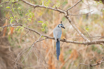 blue bird white face on tree branch
