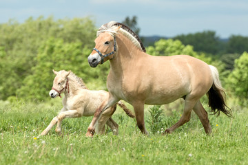 Plakat Fjord Horse Mare with Foal Norwegian Horse gallop