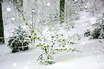 Close-up Of Snow Covered Plants