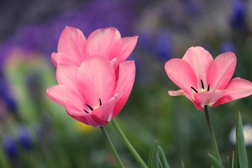 Tulpen in rosa vor blauem Hintergrund