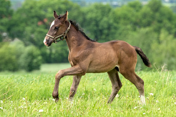 Obraz premium Brown Horse pure breed filly