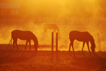 Yearling Horse Group silhouette grazing on Thoroughbred stud at sunrise haze