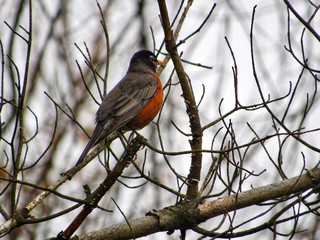 robin on a branch