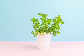 Minimalist image of mint plant at pastel background.