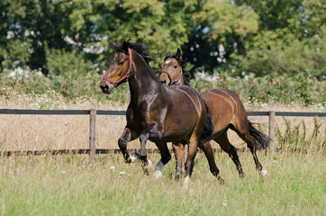 Purebred bay horses gallop proud on grass