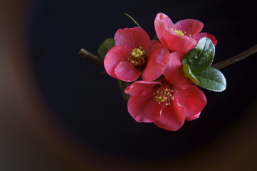 Spring branch with red flowers	 - Chaenomeles japonica