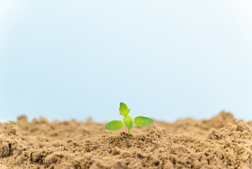 Minimalist image of young plant growing alone at pastel background.