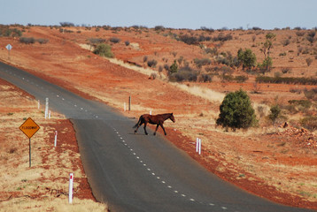 Wild Horse crossing the street on a flood way in the outback of central australia