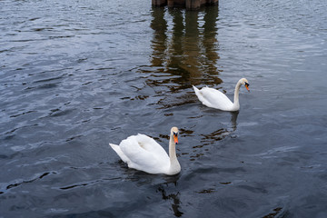 Swans with small swans on the Oder river.
