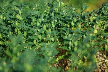indian chickpea field, Indian agriculture