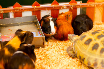 Guinea pigs in a contact zoo, children studying animals, pets.