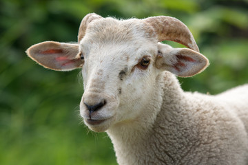 Sheep Ram Portrait rural life at farm
