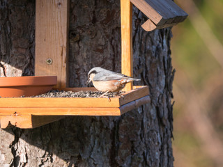 Close up wood Nuthatch or Eurasian nuthatch, Sitta europaea perched on the bird feeder table with sunflower seed in beak. Bird feeding concept