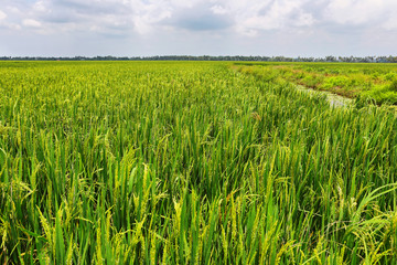 Paddy rice fields near Kumarakom, Kerala, India
