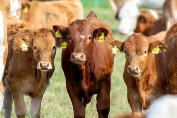 Rinder Vieh Kalb Porträt des ländlichen Lebens © MJ Fotografie