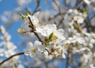 close up blooming white apple blossom flower branche, selective focus,blue sky background