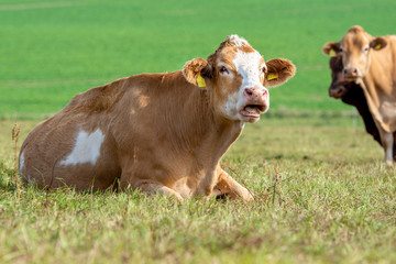 Cow portrait rural life on countryside