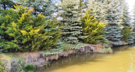 Świerki nad wodą. © Szadam1959