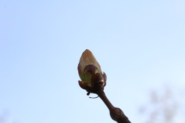 budding chestnut tree on a branch against the blue sky