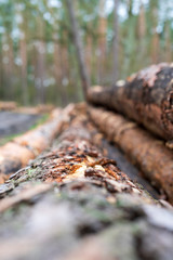 Cut wood into logs stacked on top of each other in the forest, partly covered with moss, closeup