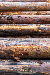 Tree logs. Background fence from raw pine planks. Wood texture in brown color.