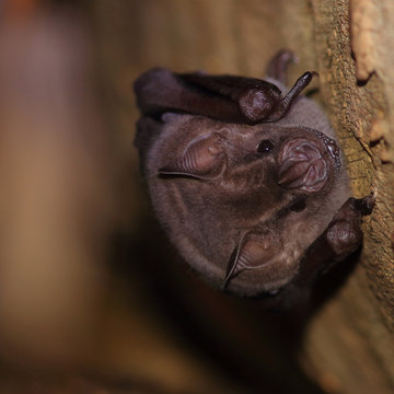 bat (Artibeus planirostris) perched on a tree on a blurred background