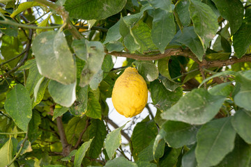 lemon tree with leaves