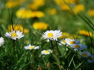 Daisies in a green meadow