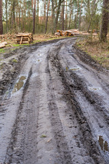 A road among trees in the forest