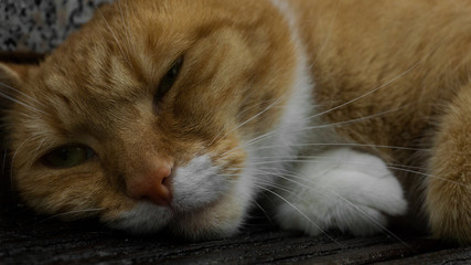 Portrait of a red cat - Porträt von einer roten Katze