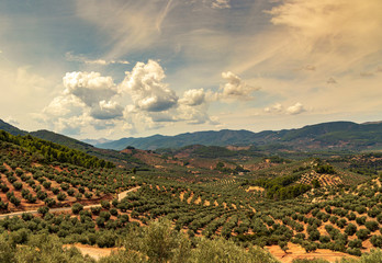 Olive field