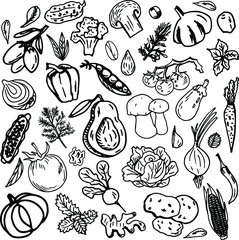 Fototapeta na wymiar A set of vegetables drawn by hand with a liner. Vector illustration. Mushrooms, avocado, tomato, cucumber, pumpkin, peas, corn, eggplant, cabbage, pepper, dill, ginger, potatoes, onions, carrots.