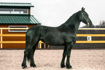 The horse stay in hippodrome