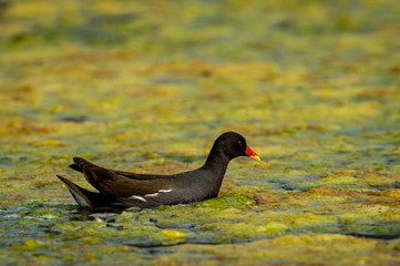 common moorhen or gallinula chloropus bird in wetland of keoladeo national park or bharatpur bird...