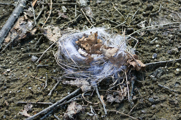 bird nest scandinavian style Parc national de Plaisance Thurso, Quebec, Canada in April