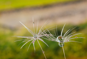 Close up of Dandelion flower seed with dew drops close up. With copy space.