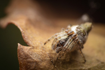 Cyclosa female spider on a dead leaf