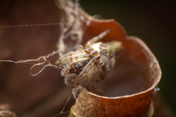 Cyclosa female spider on a curled leaf