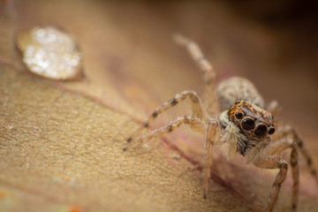 Jumping spider and a water drop