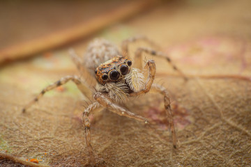 Jumping spider getting a taste