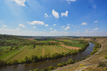 Obraz premium Vineyard overlooking the river Neckar, Landscape of Hessigheim, Germany
