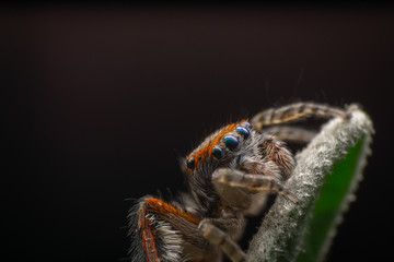Male Saitis barbipes on a lavender leaf